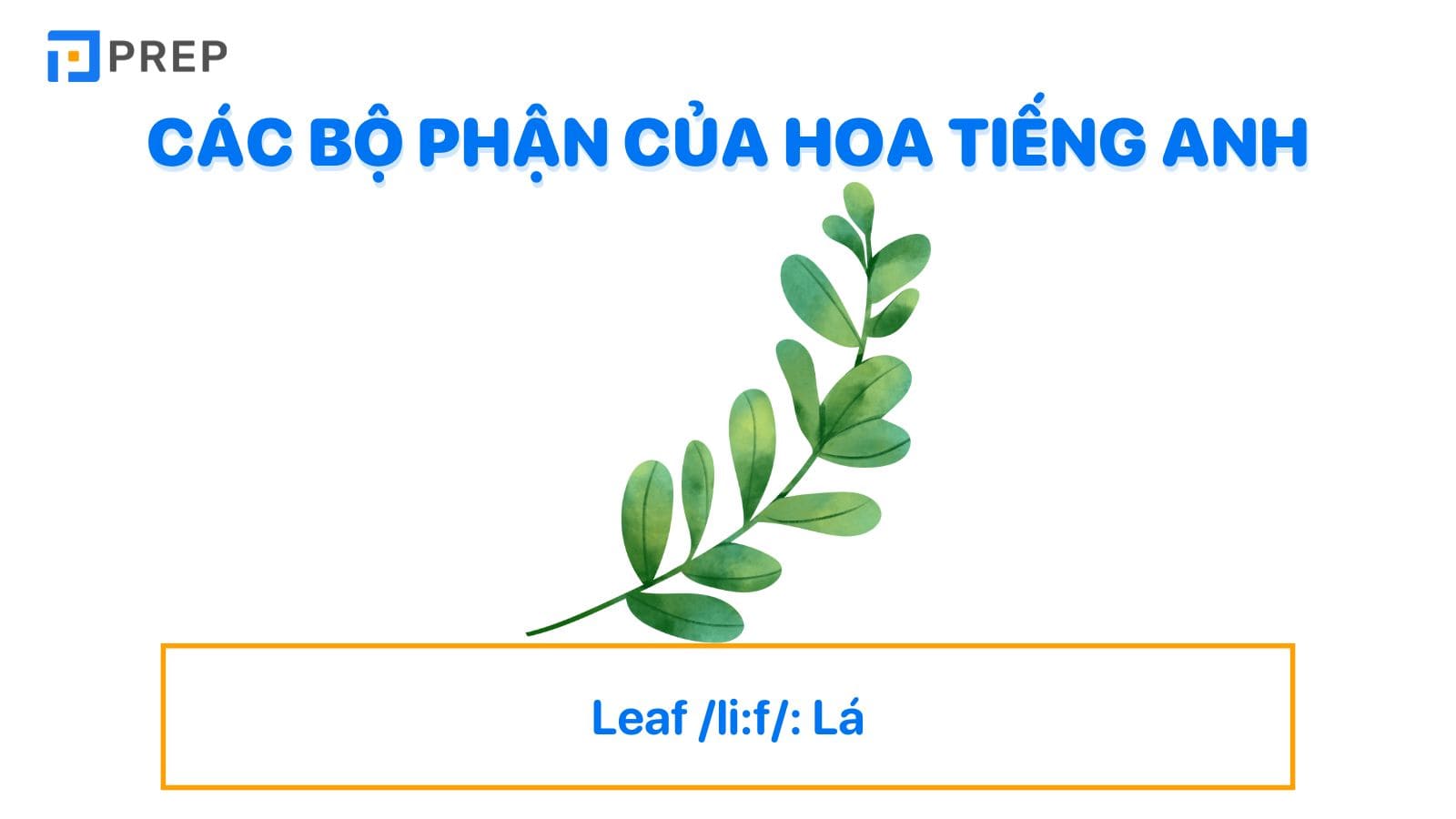 Từ vựng tiếng Anh về các bộ phận của hoa tiếng Anh