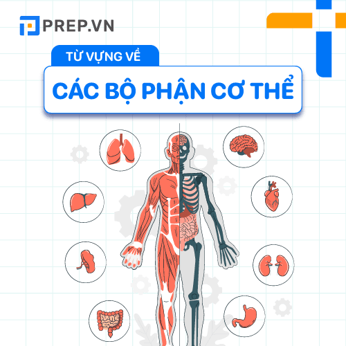 Ghi nhớ từ vựng tiếng Anh về cơ thể người qua hình ảnh