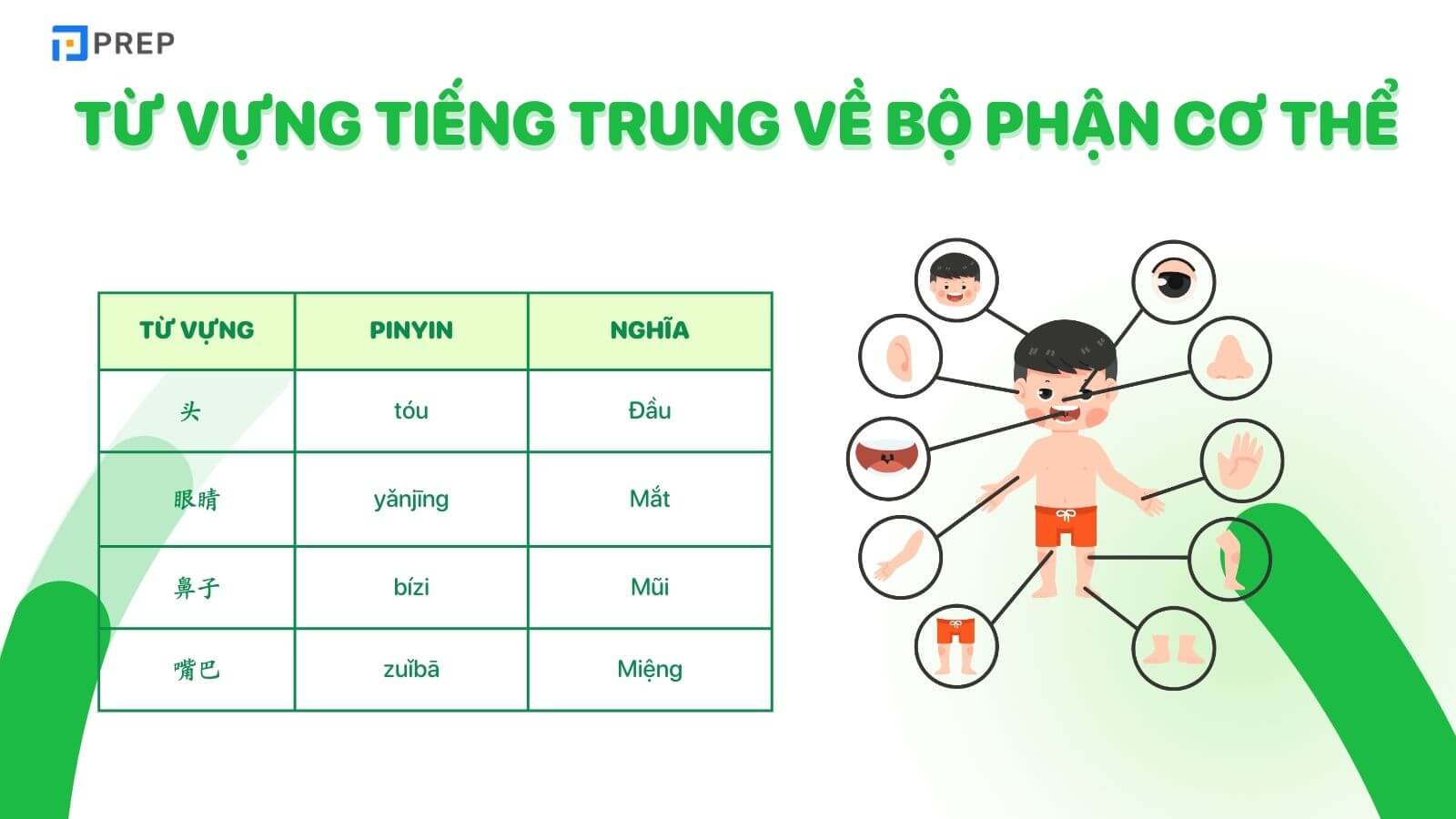 tu-vung-tieng-trung-cho-nguoi-moi-bat-dau-ve-bo-phan-co-the.jpg