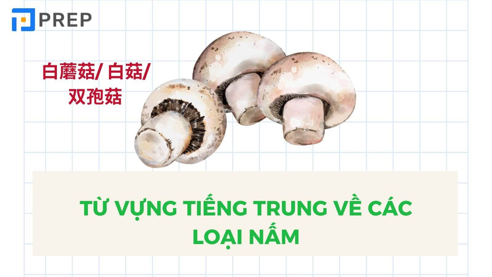 Từ vựng về Các loại nấm tiếng Trung 