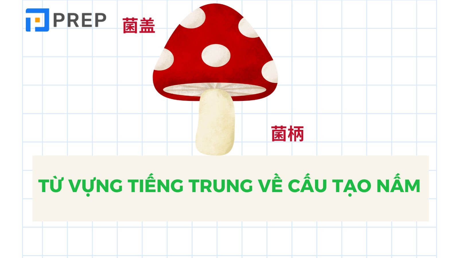 Từ vựng về Cấu tạo, sinh trưởng của nấm tiếng Trung