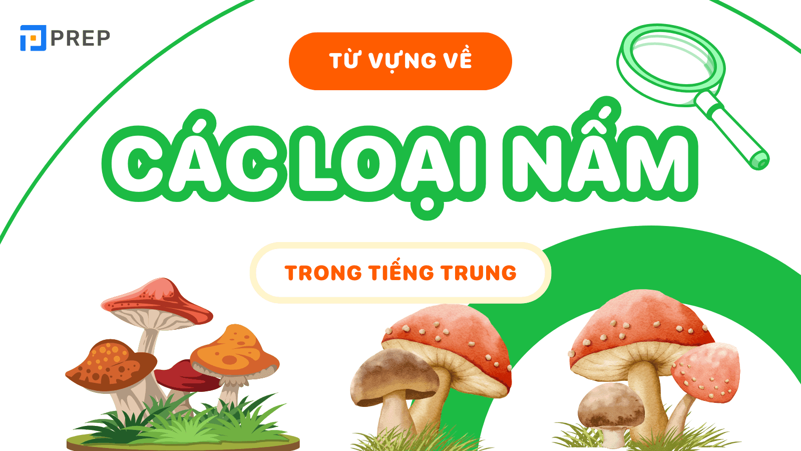 nấm tiếng trung là gì