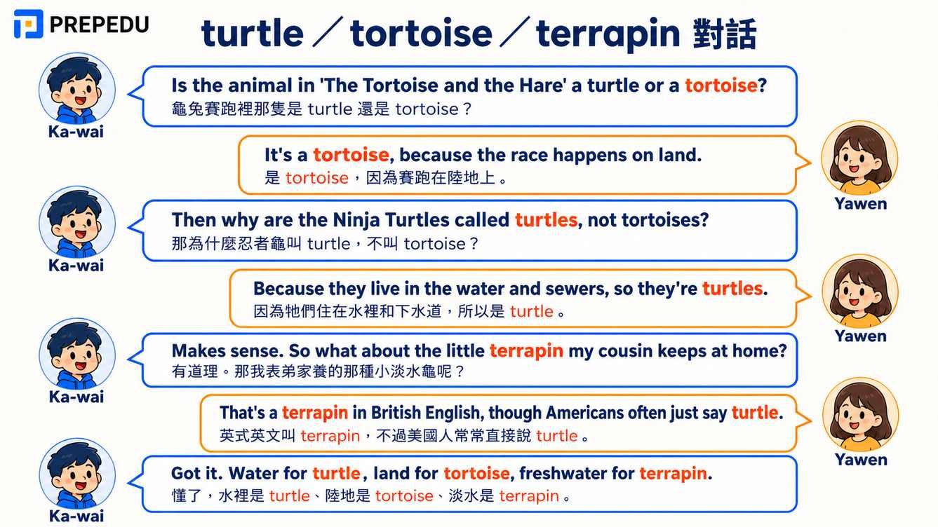 turtle、tortoise、terrapin 分別？三種龜英文一次搞懂