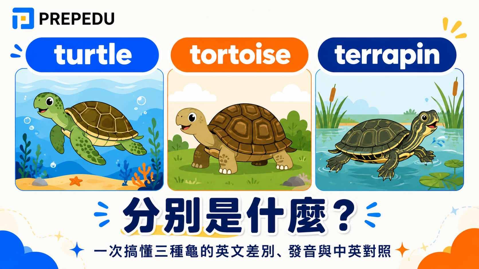 turtle、tortoise、terrapin 分別是什麼？