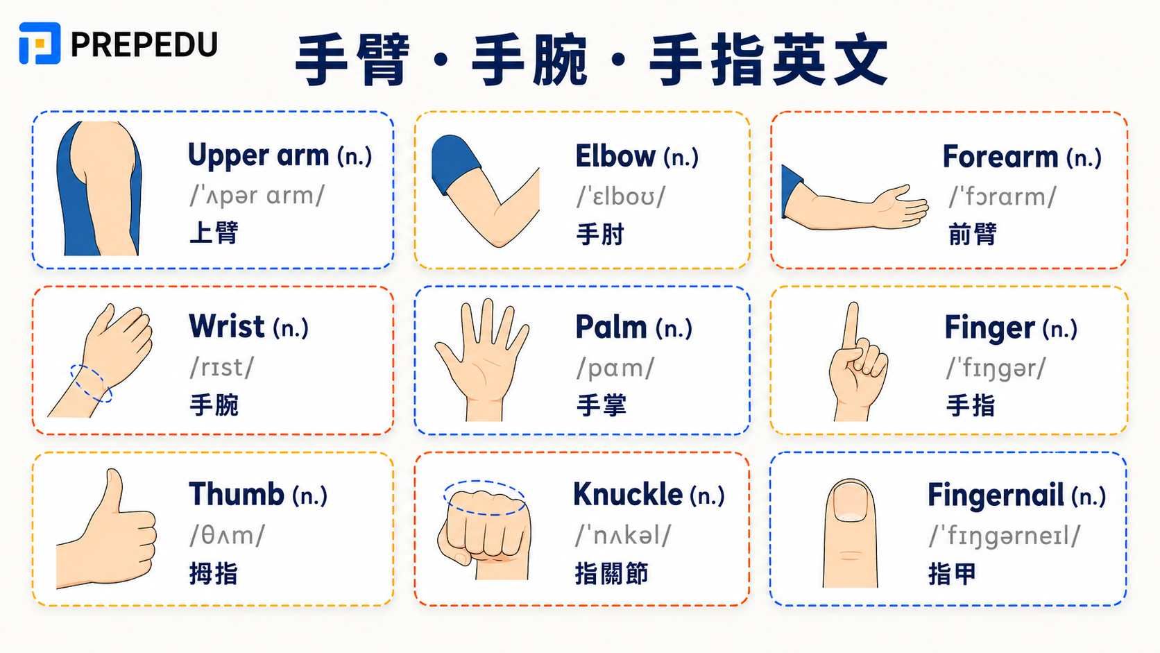 upper-arm-elbow-forearm-and-fingers-in-english.jpg