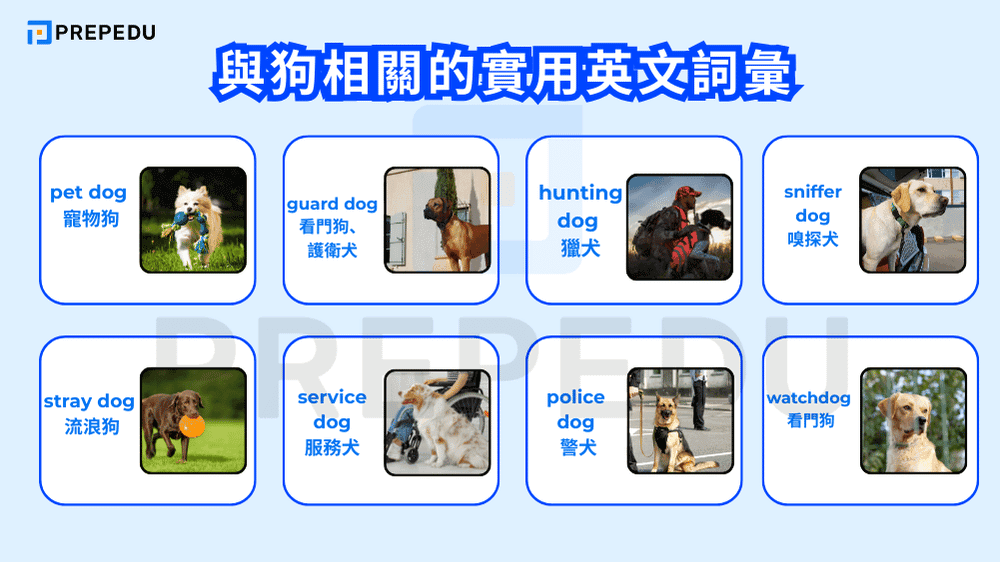 與狗相關的實用英文詞彙