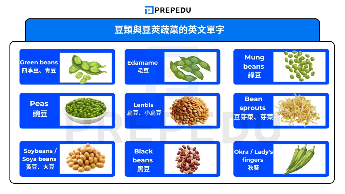 豆類與豆莢蔬菜的英文單字