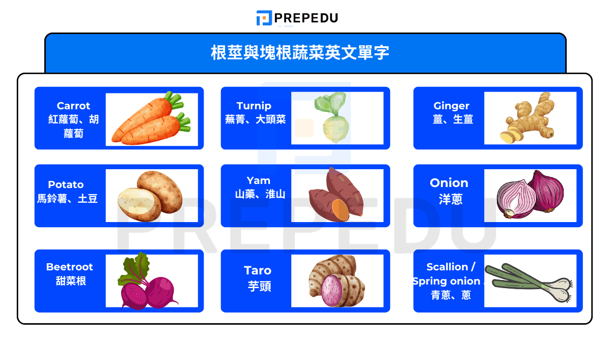根莖與塊根蔬菜英文單字
