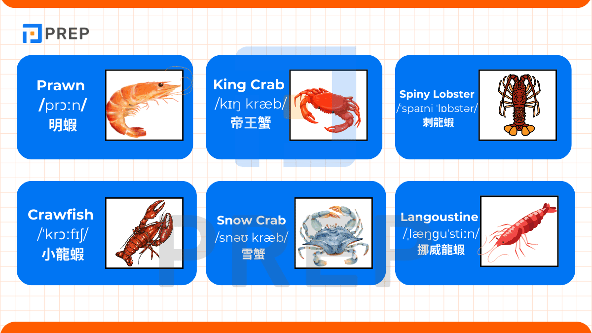 有關海洋甲殼類動物的詞彙