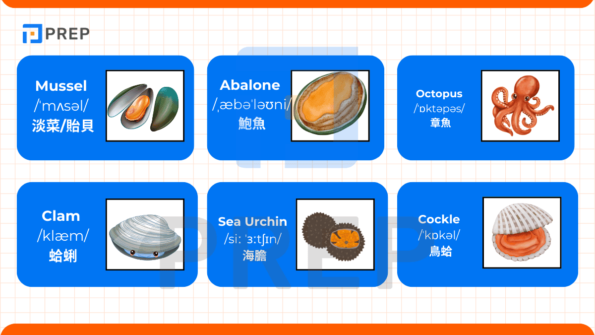 有關軟體動物及其他種類的詞彙